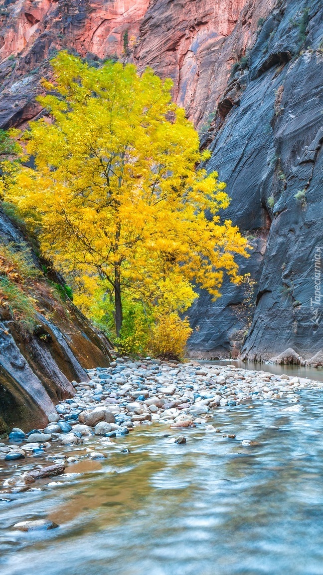 Pożółkłe drzewo nad rzeką Virgin River