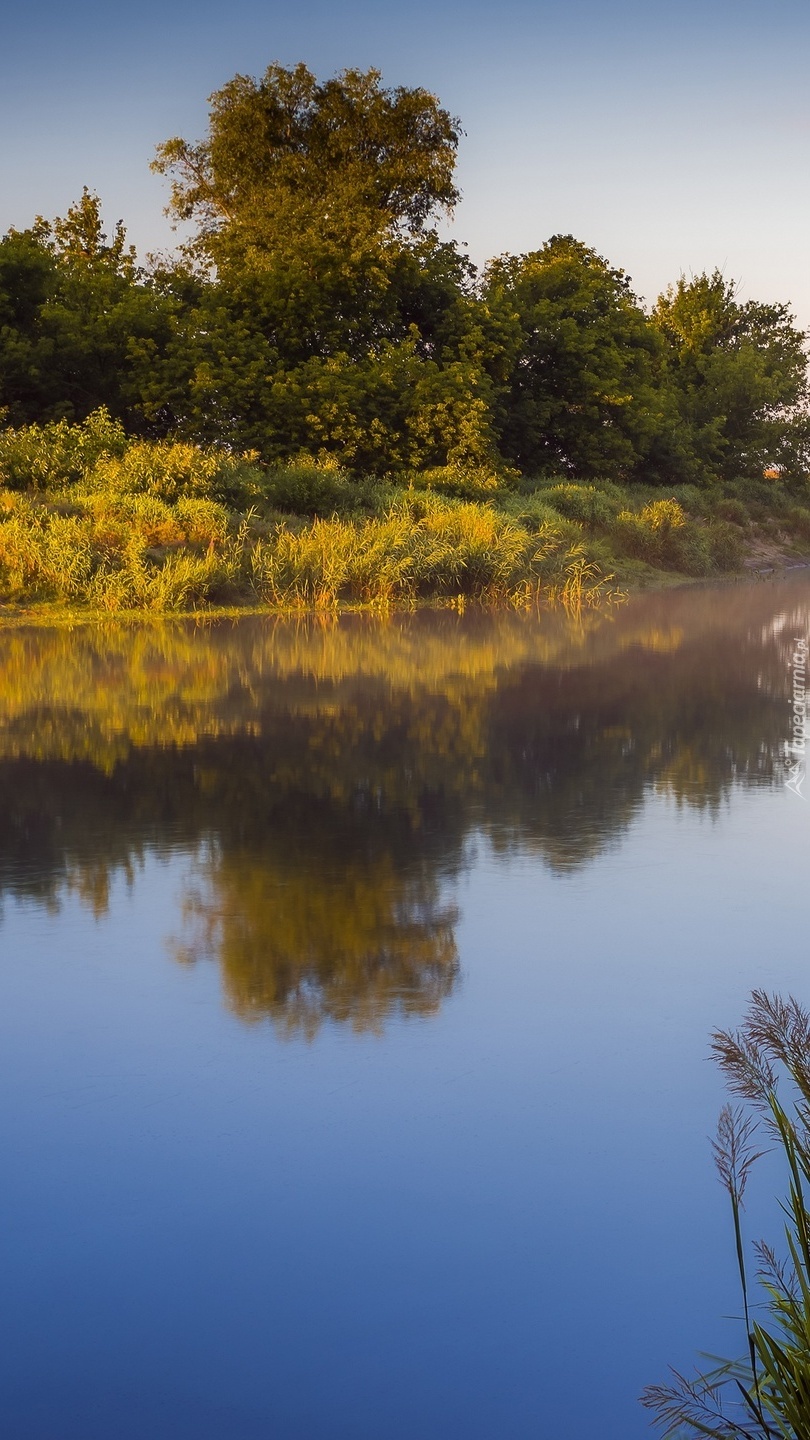 Pożółkłe krzewy i drzewa nad rzeką