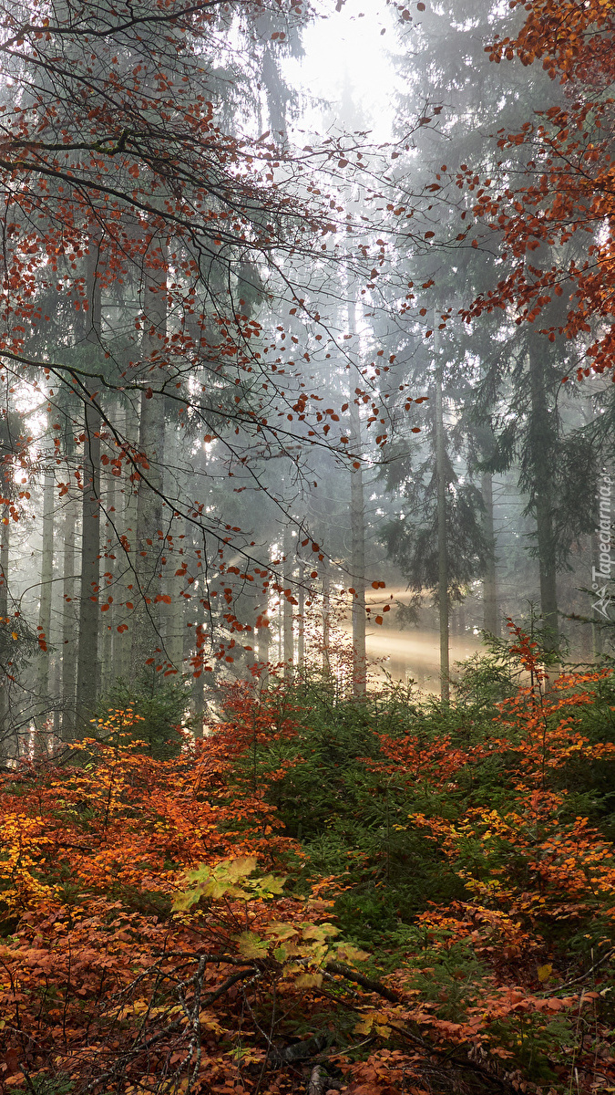 Pożółkłe krzewy w jesiennym lesie