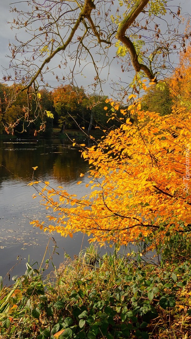 Pożółkłe liście na krzewie obok jeziora
