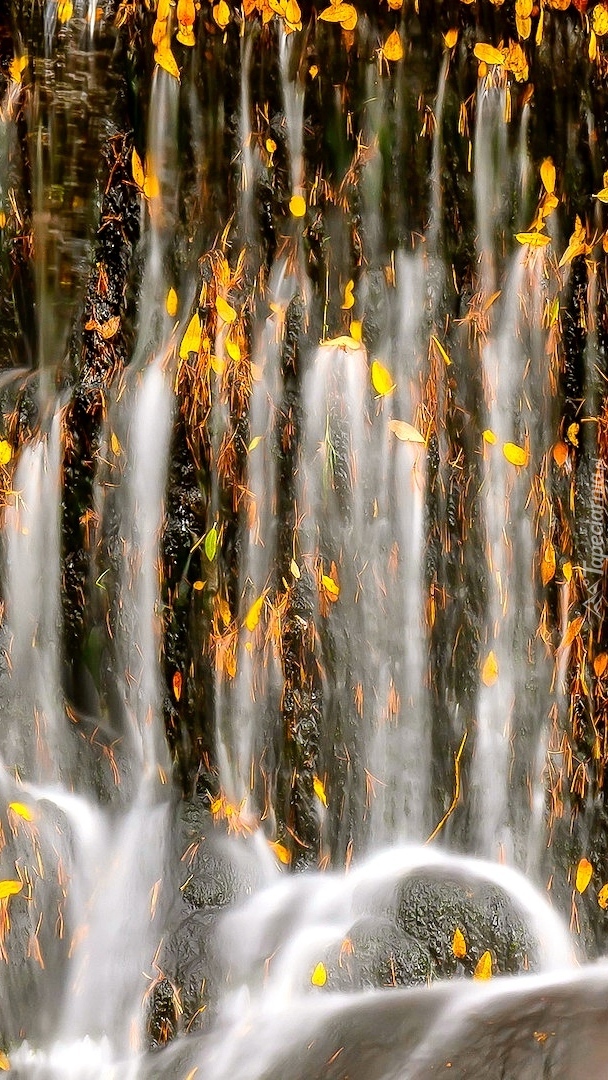 Pożółkłe liście przy wodospadzie