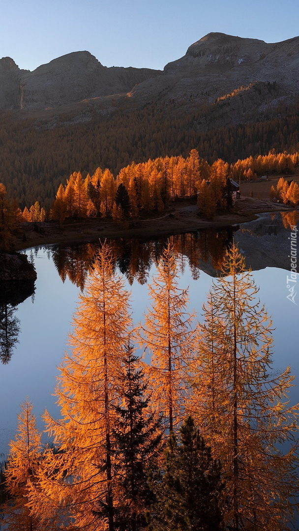 Pożółkłe modrzewie nad jeziorem Federa Lake w Dolomitach