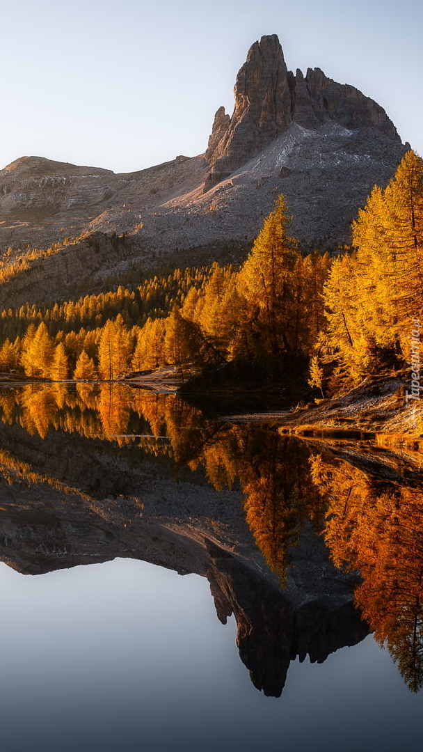 Pożółkłe modrzewie nad jeziorem Lago Federa i góry Cortina dAmpezzo
