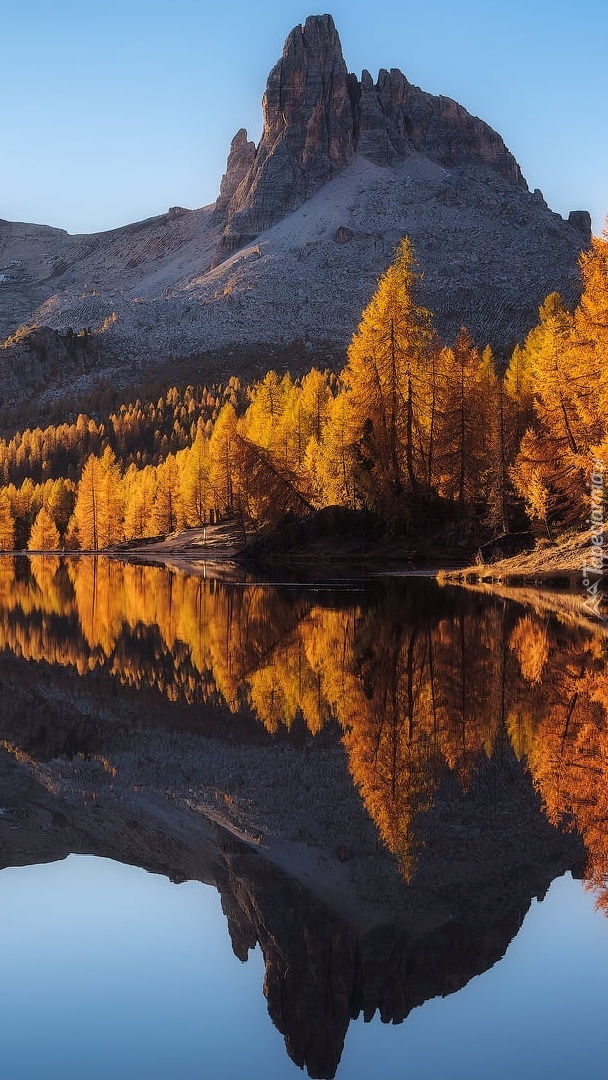 Pożółkłe modrzewie nad jeziorem Lago Federa w Alpach