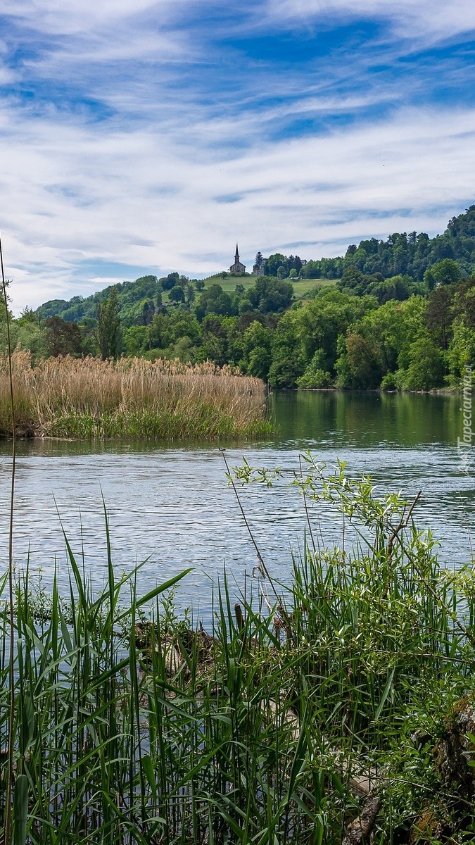 Pożółkłe trawy i zielone drzewa nad rzeką