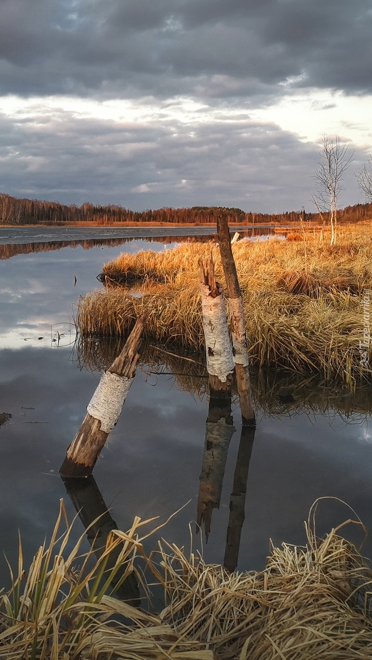 Pożółkłe trawy nad jeziorem