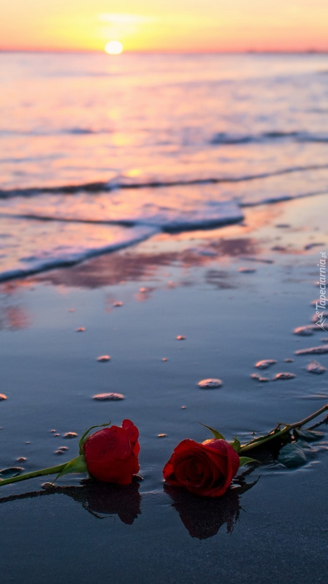 Pozostawione na brzegu plaży czerwone róże