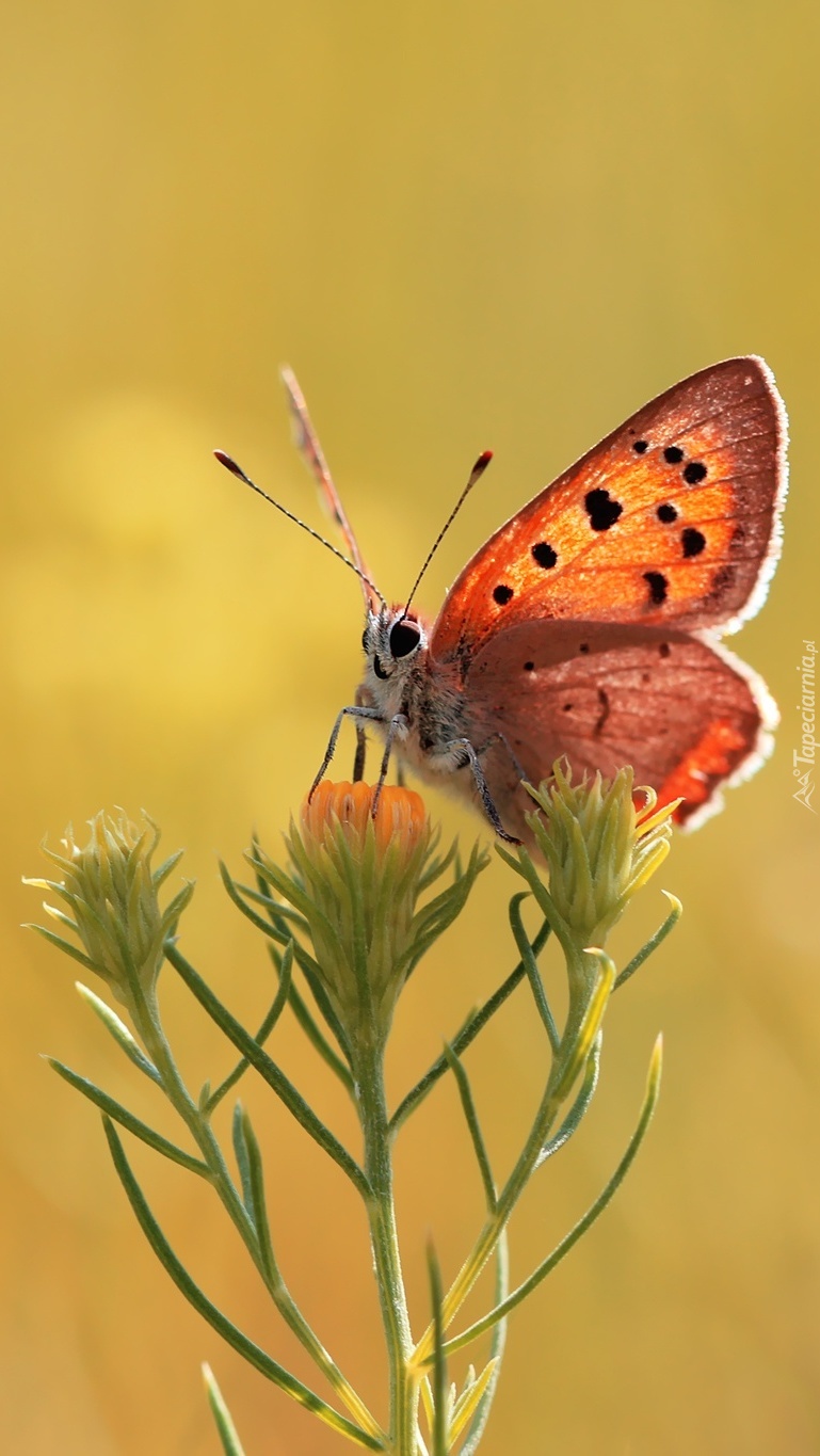 Pozujący motyl czerwończyk