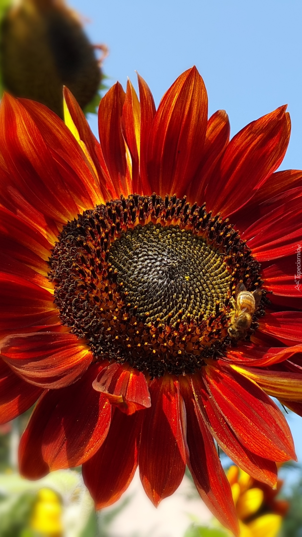 Pracowita pszczółka na słoneczniku