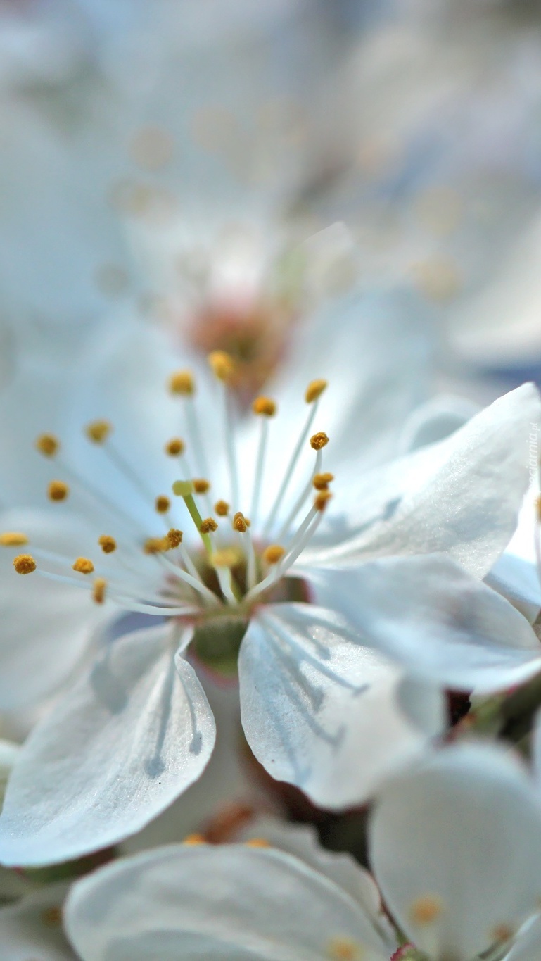 Pręciki białego kwiatu