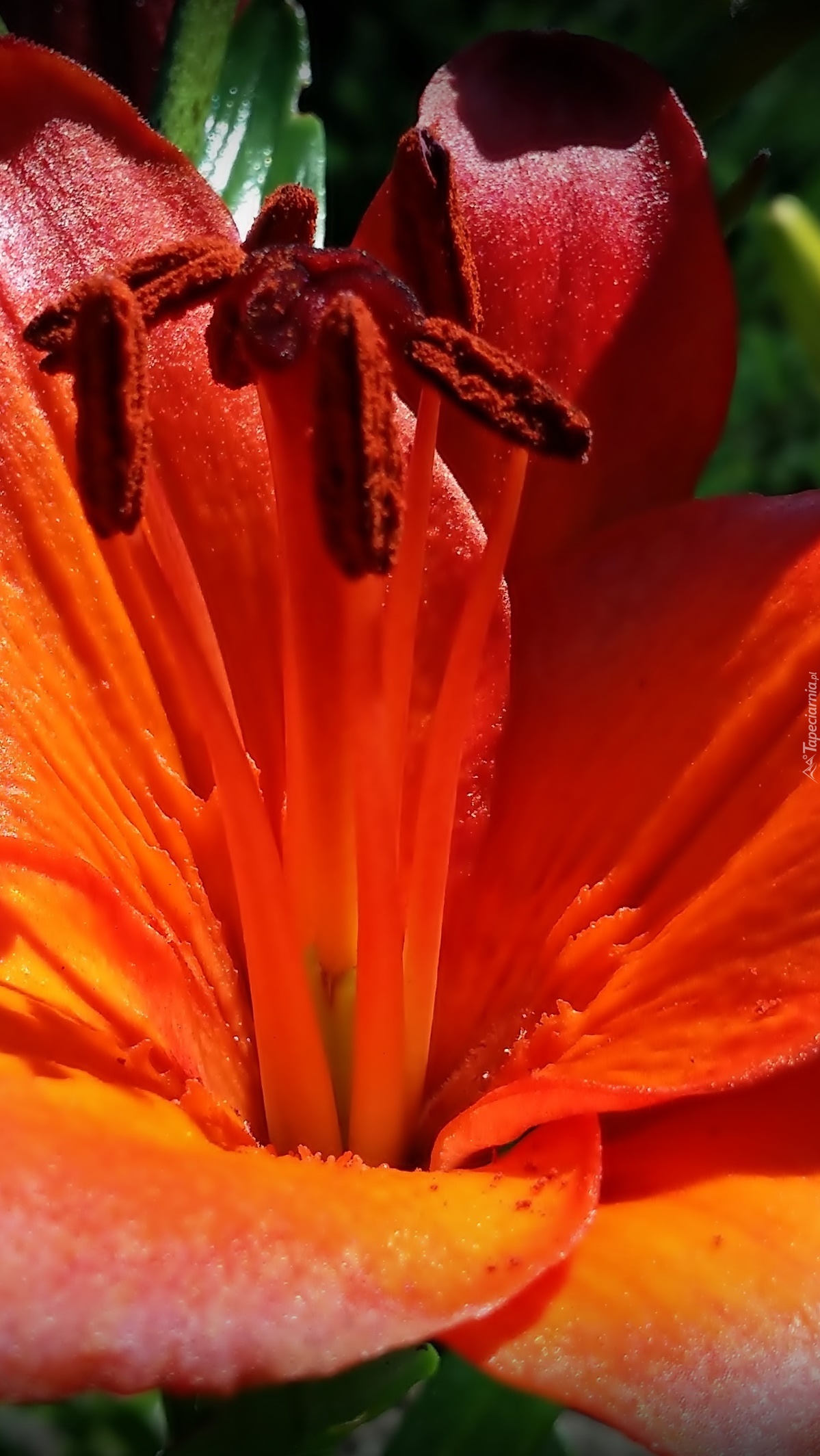 Pręciki pomarańczowej lilii