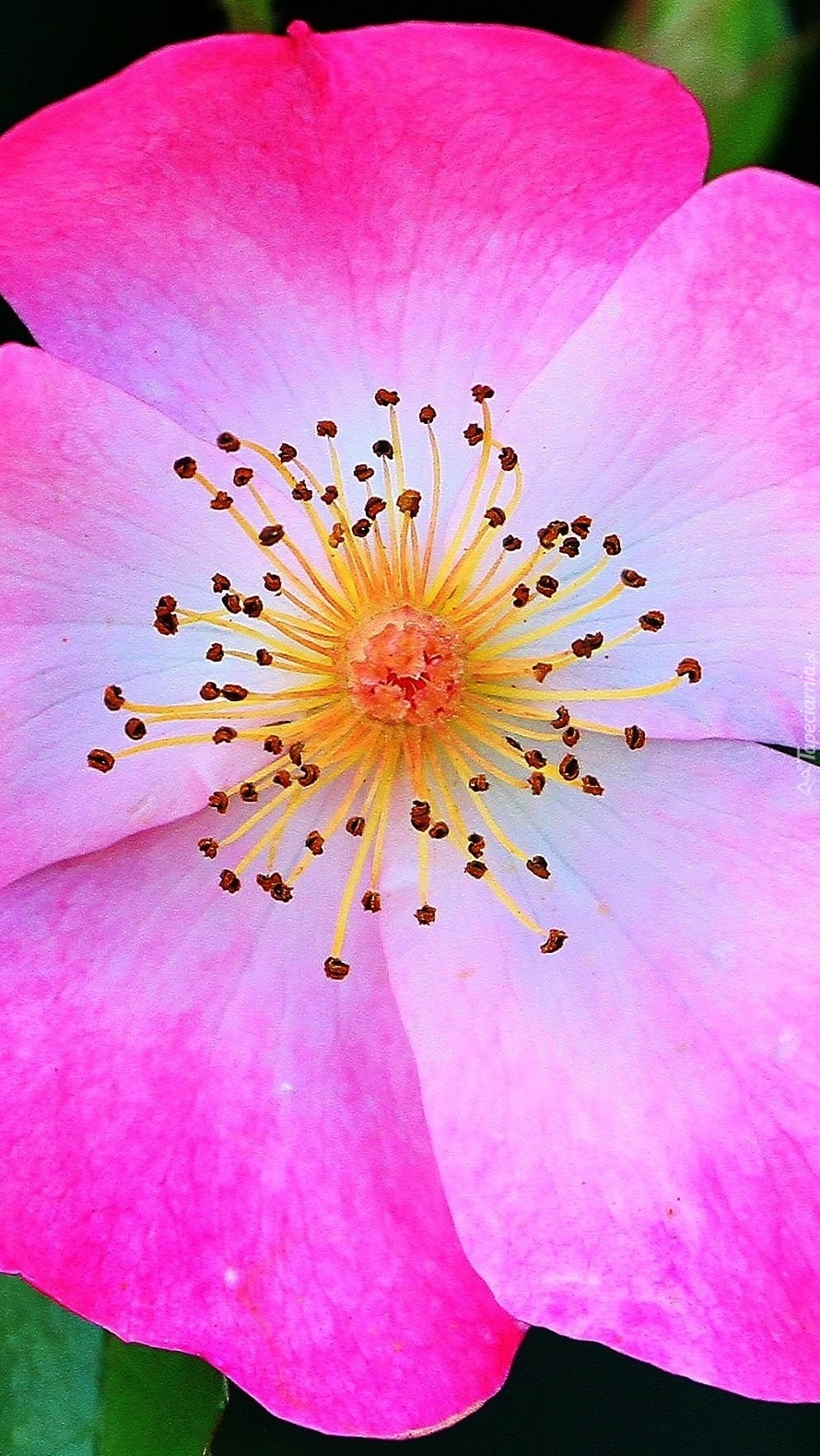 Pręciki różowego kwiatka