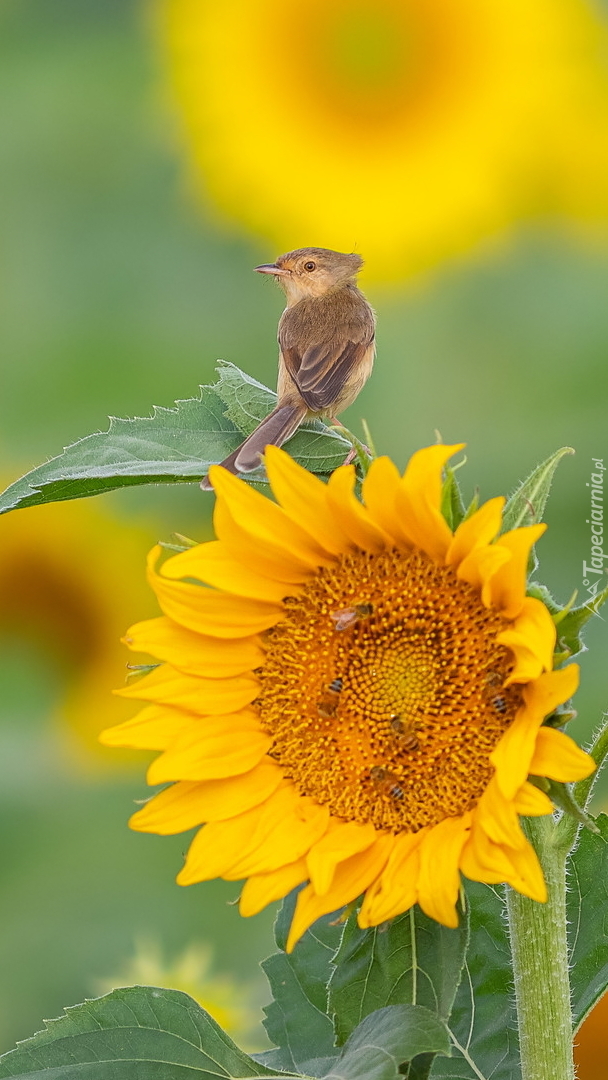 Prinia płowa na liściu słonecznika