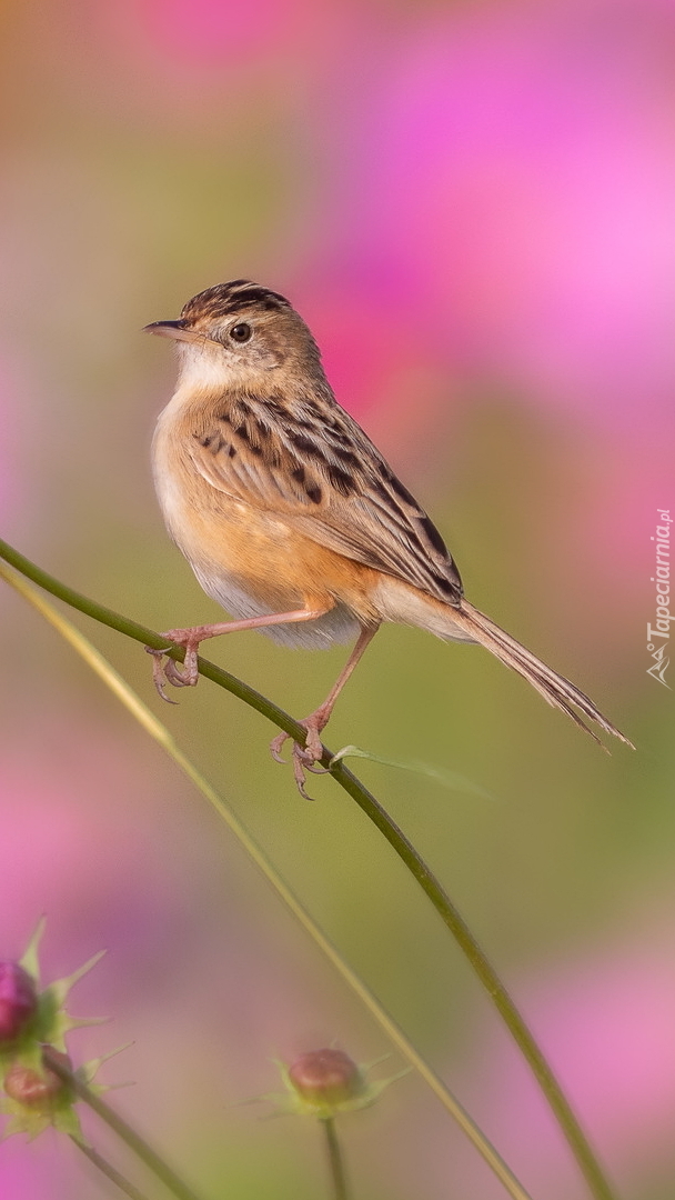 Prinia płowa