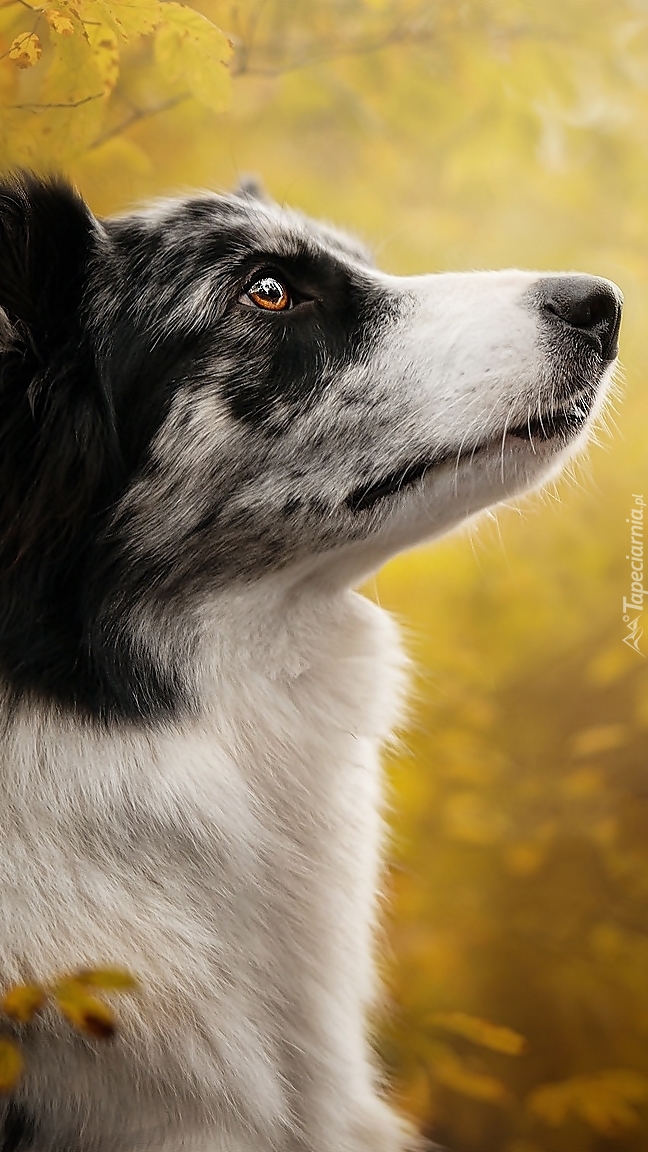 Profil border collie