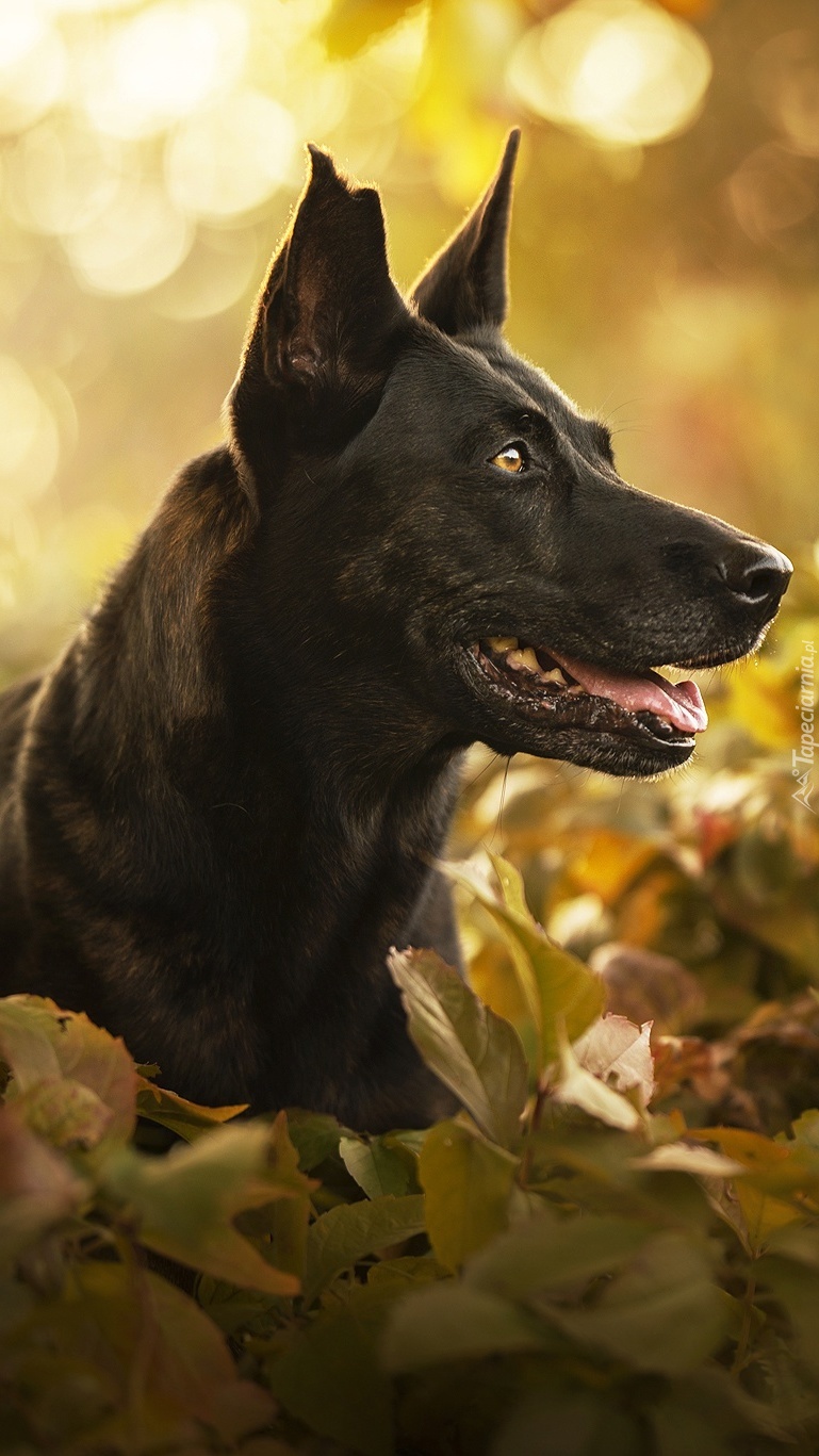 Profil czarnego psa