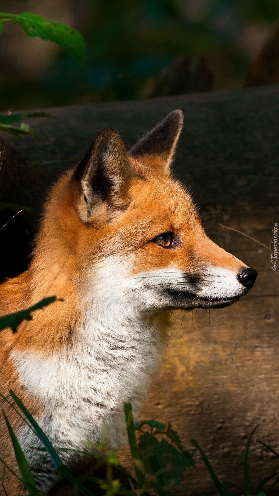 Profil rudego lisa