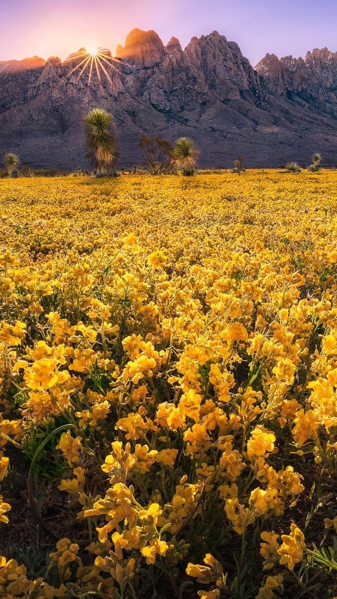 Promienie słońca nad górami i łąką z żółtymi kwiatami