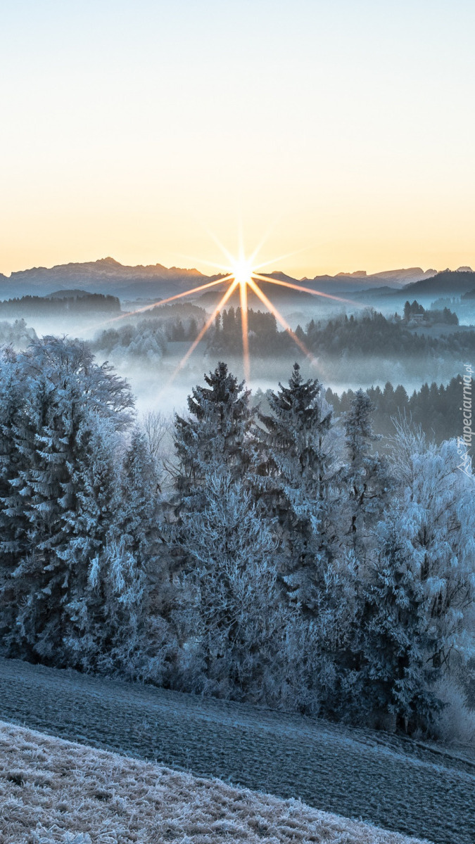 Promienie słońca nad oszronionym lasem