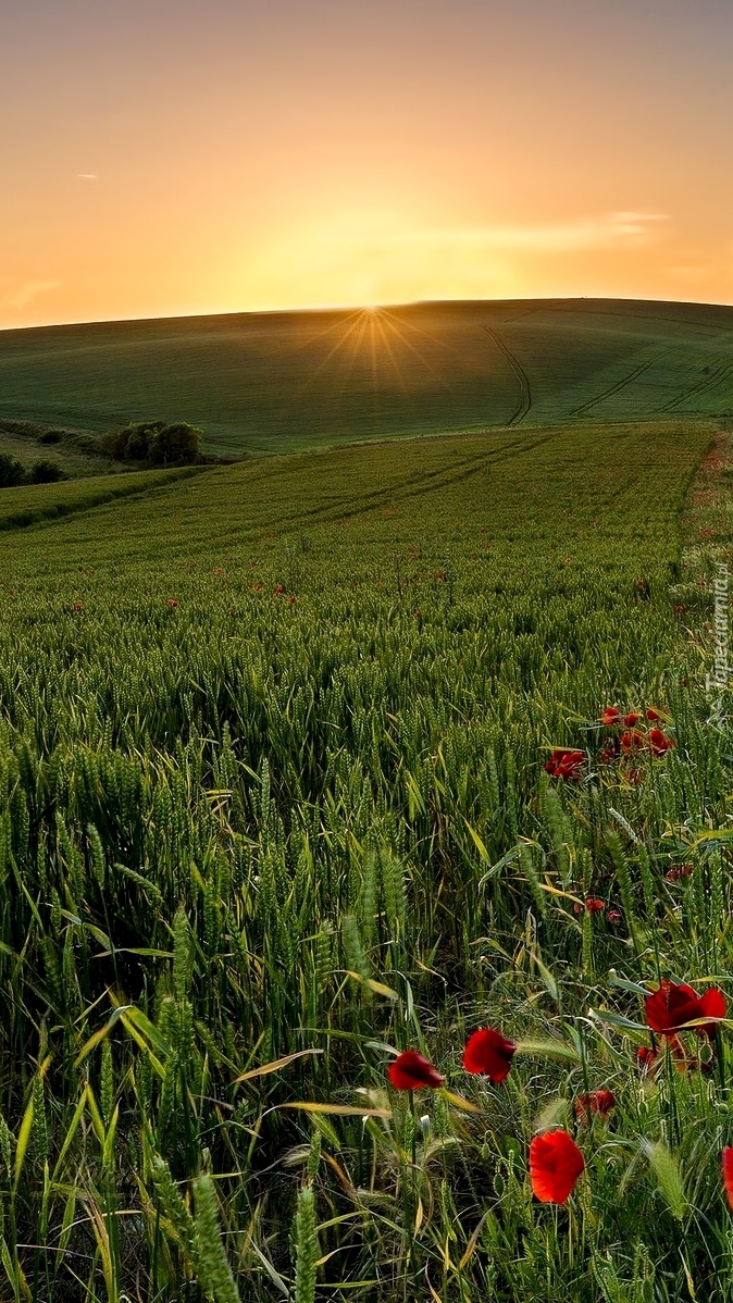 Promienie słońca nad polami