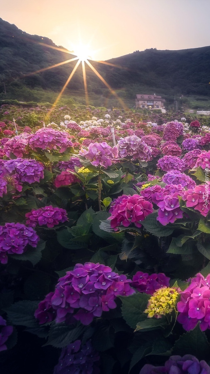 Promienie słońca padające na kwiaty hortensji