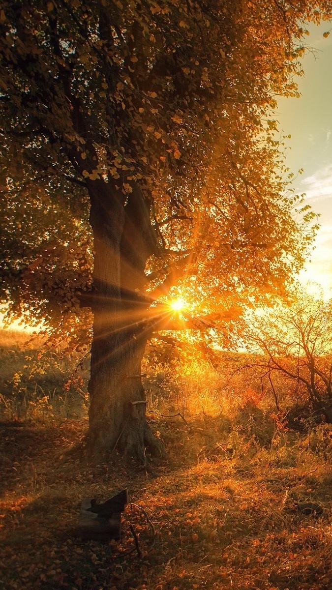 Promienie słońca w gałęziach drzewa