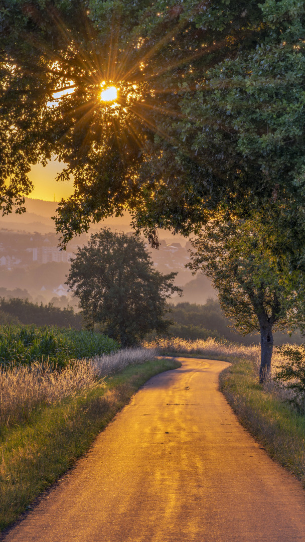 Promienie słońca w gałęziach drzewa przy drodze