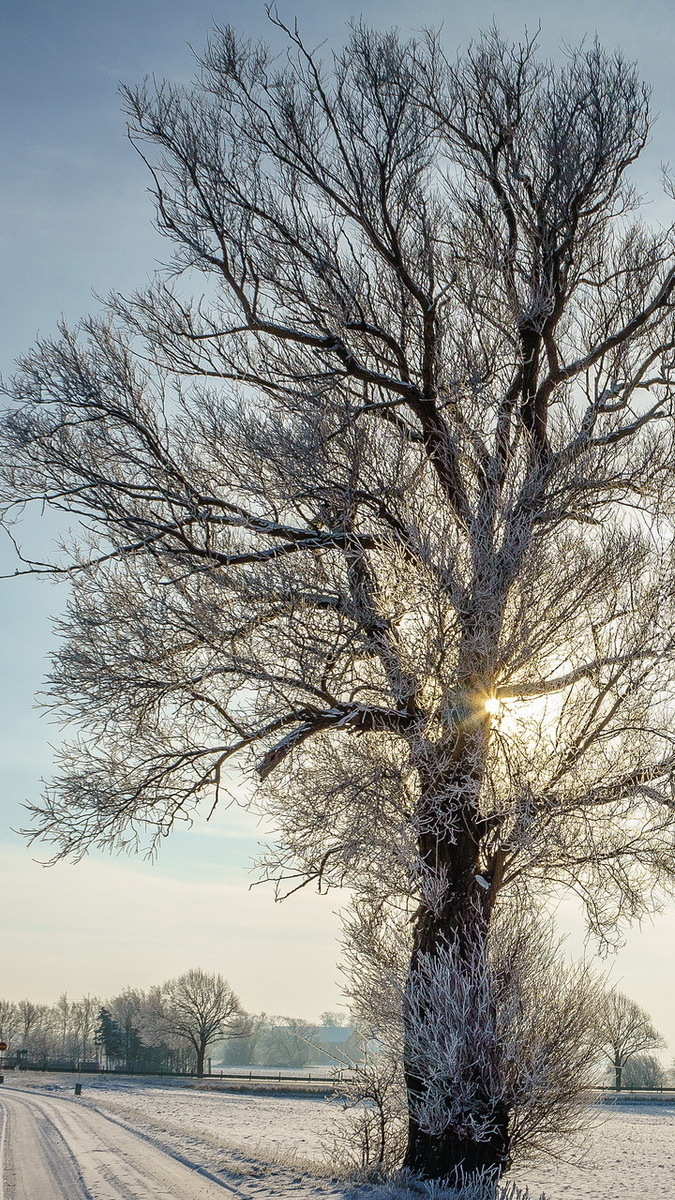 Promienie słońca w gałęziach oszronionego drzewa