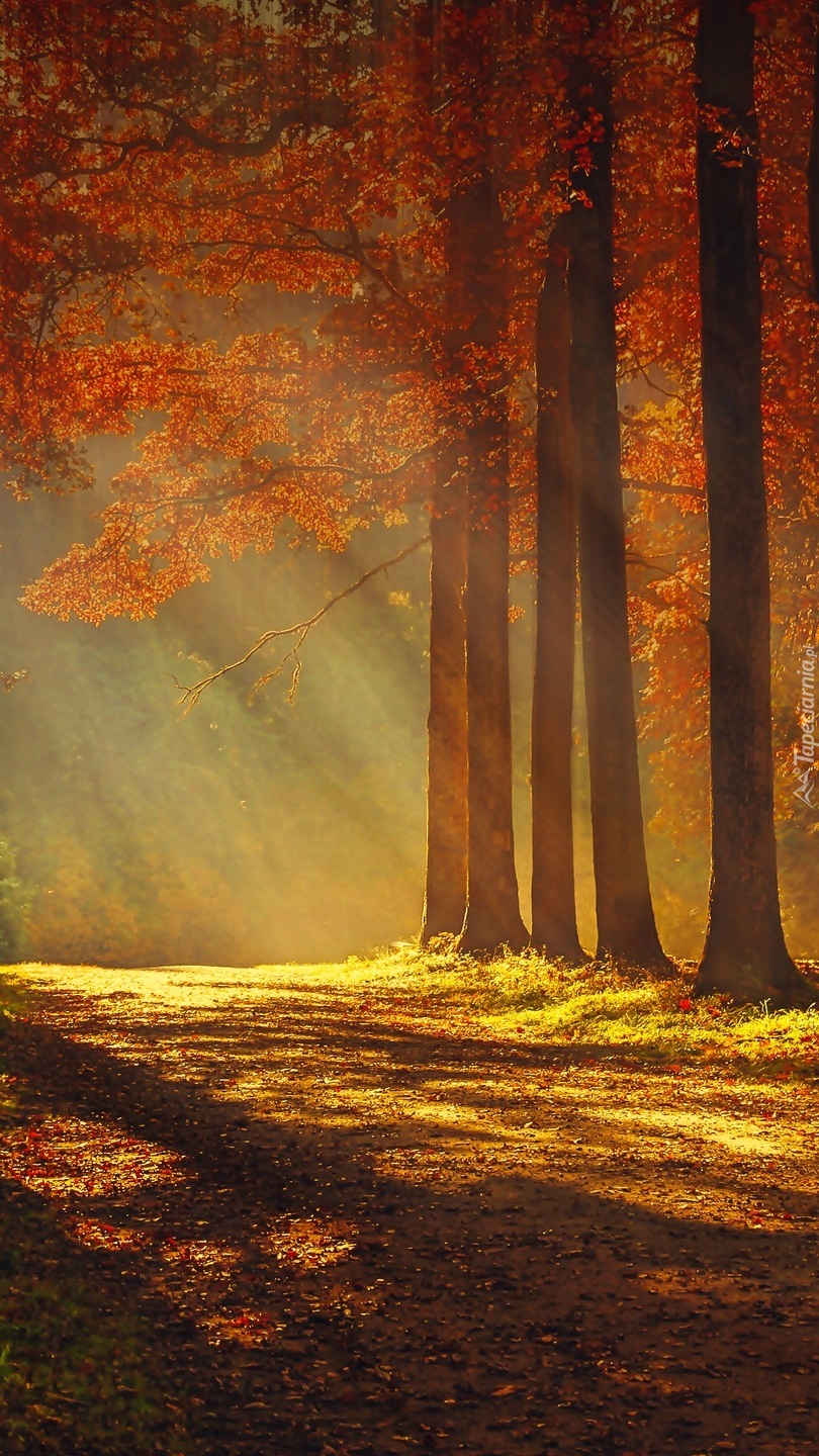 Promienie słońca w jesiennym lesie
