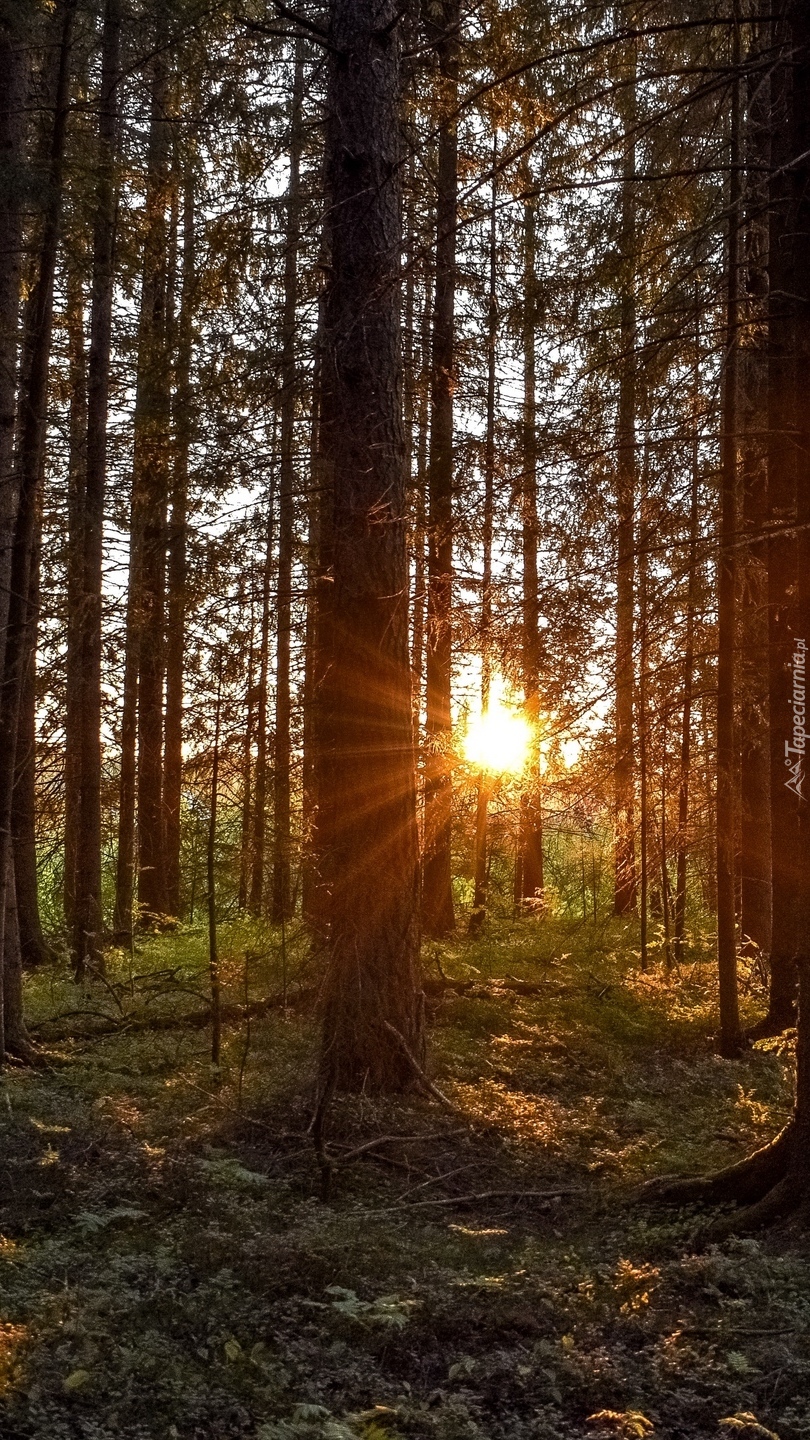 Promienie słońca w lesie