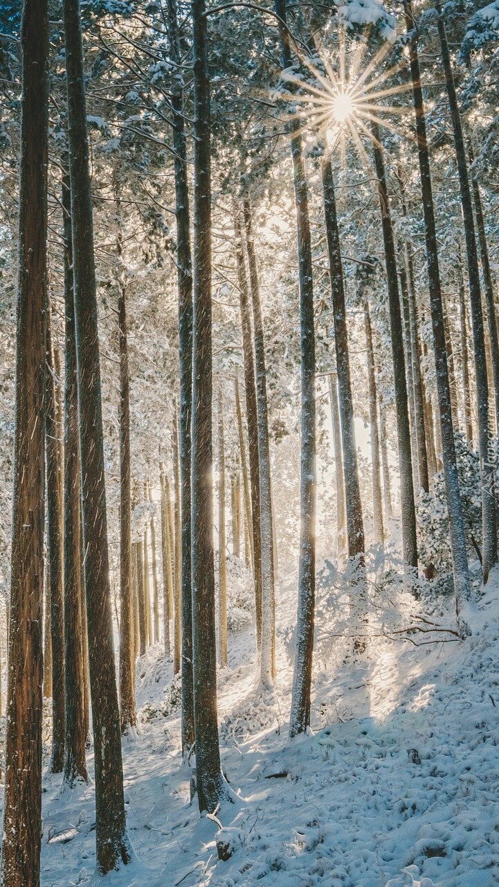 Promienie słońca w zimowym lesie