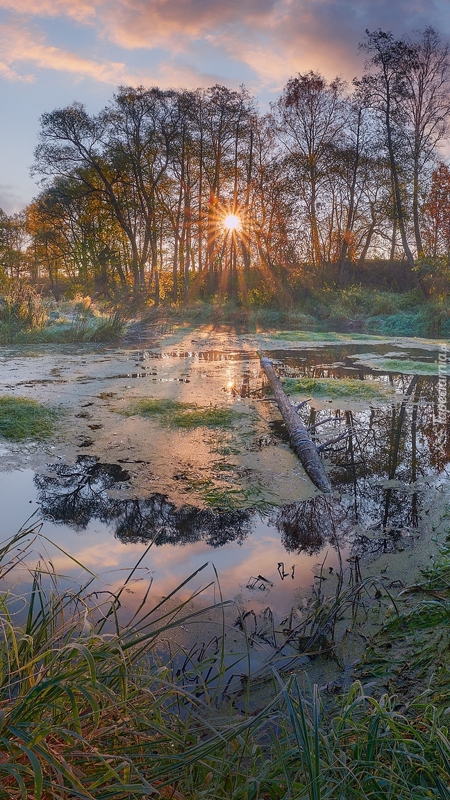 Promienie słońca wśród drzew nad stawem