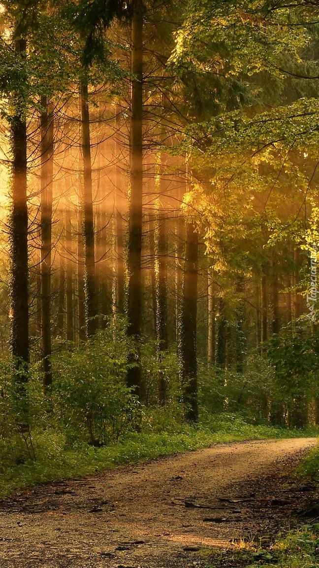 Promienie słońca wśród wysokich drzew w lesie