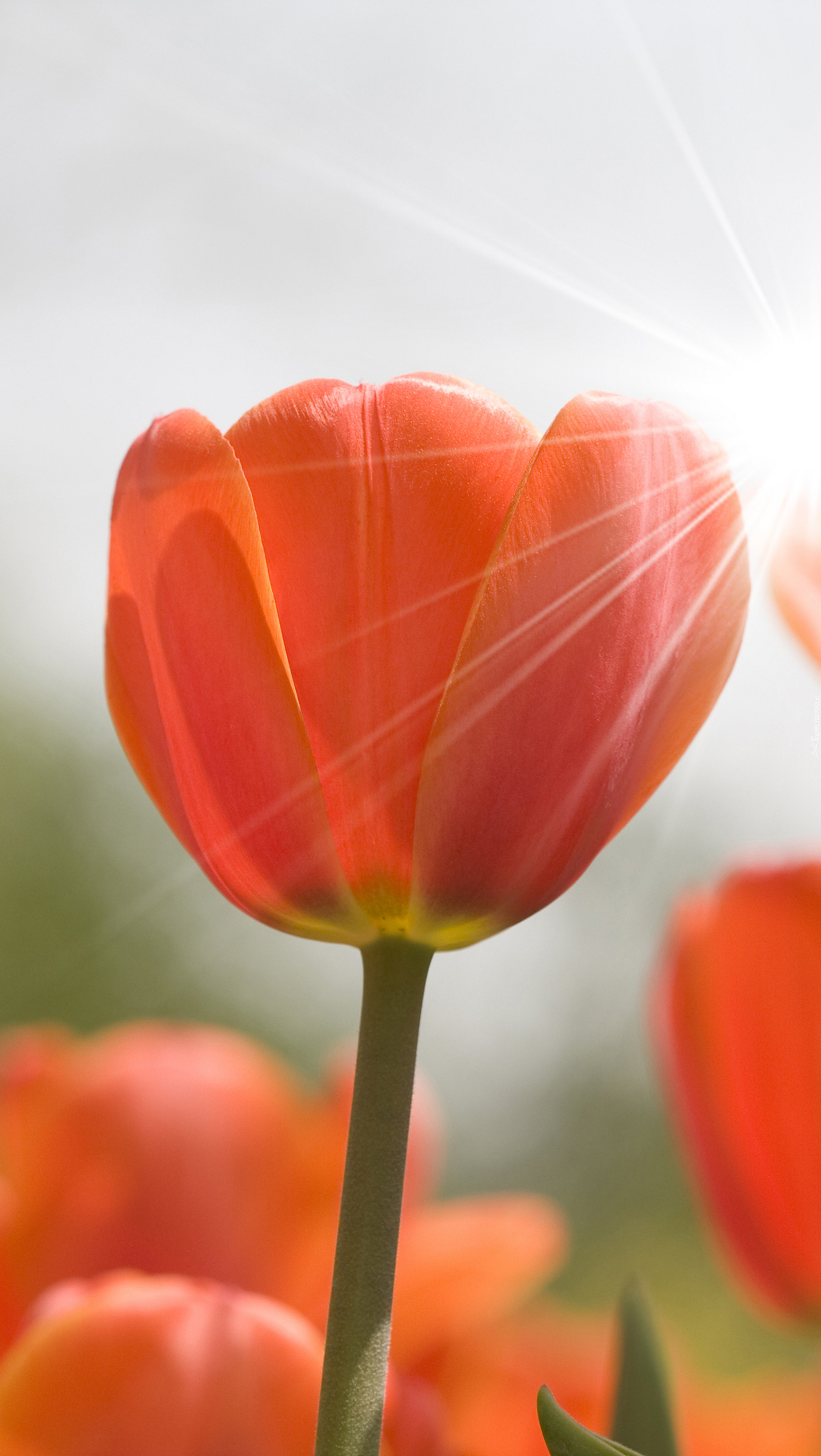 Promienie słoneczne ogrzewają tulipany