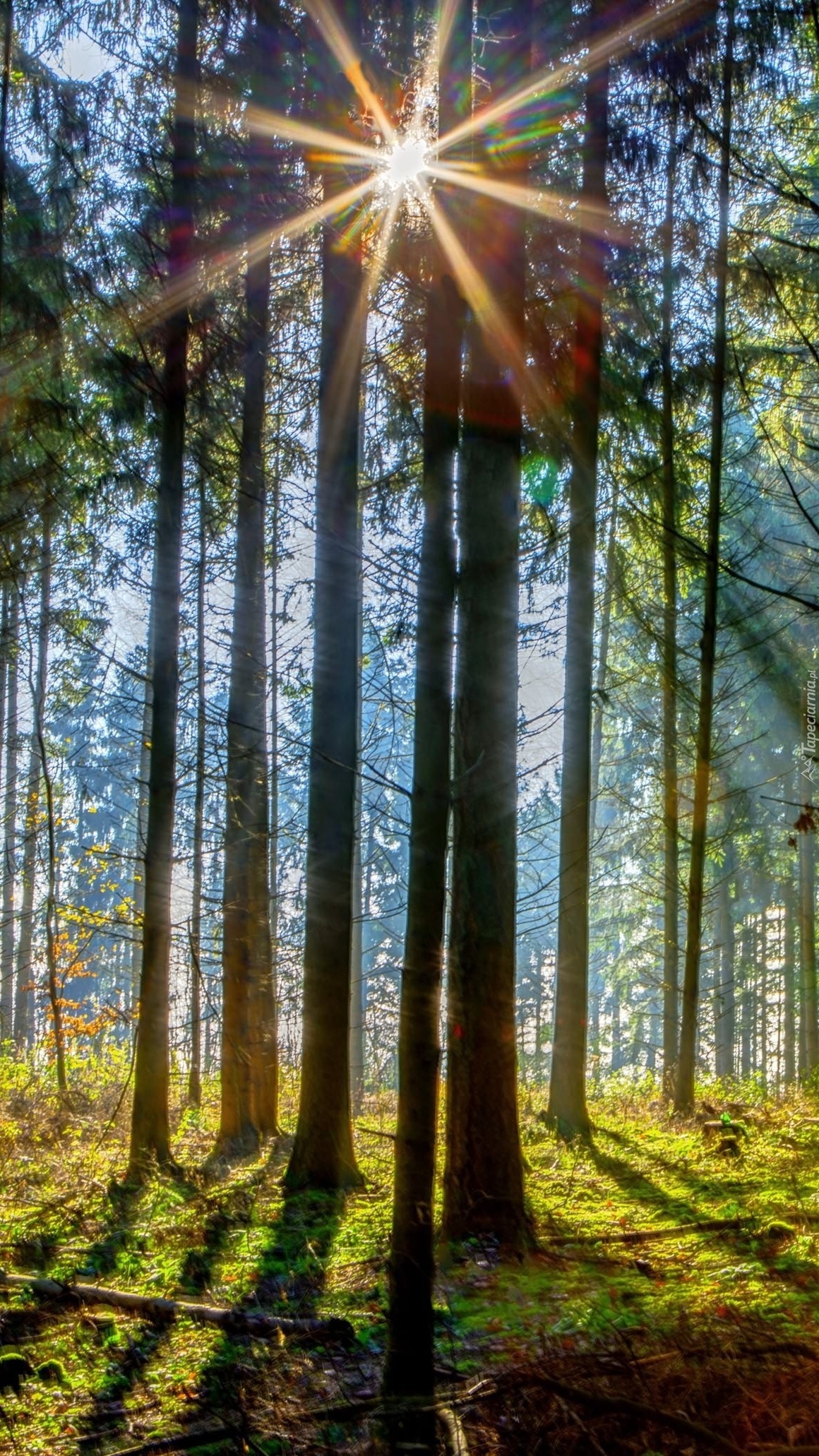 Promienie słoneczne w lesie