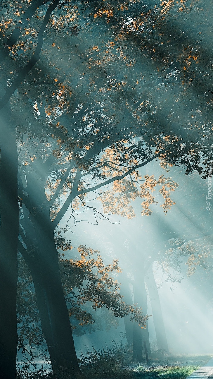 Promienie słoneczne wśród drzew w lesie