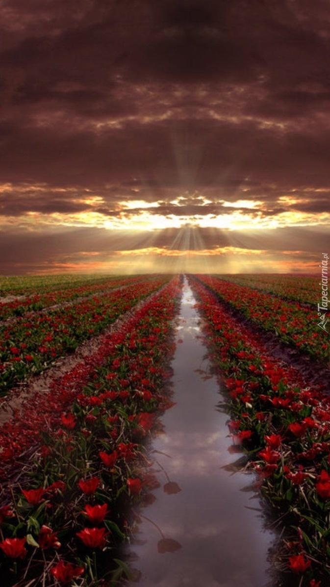 Promienie zachodzącego słońca nad polem tulipanów