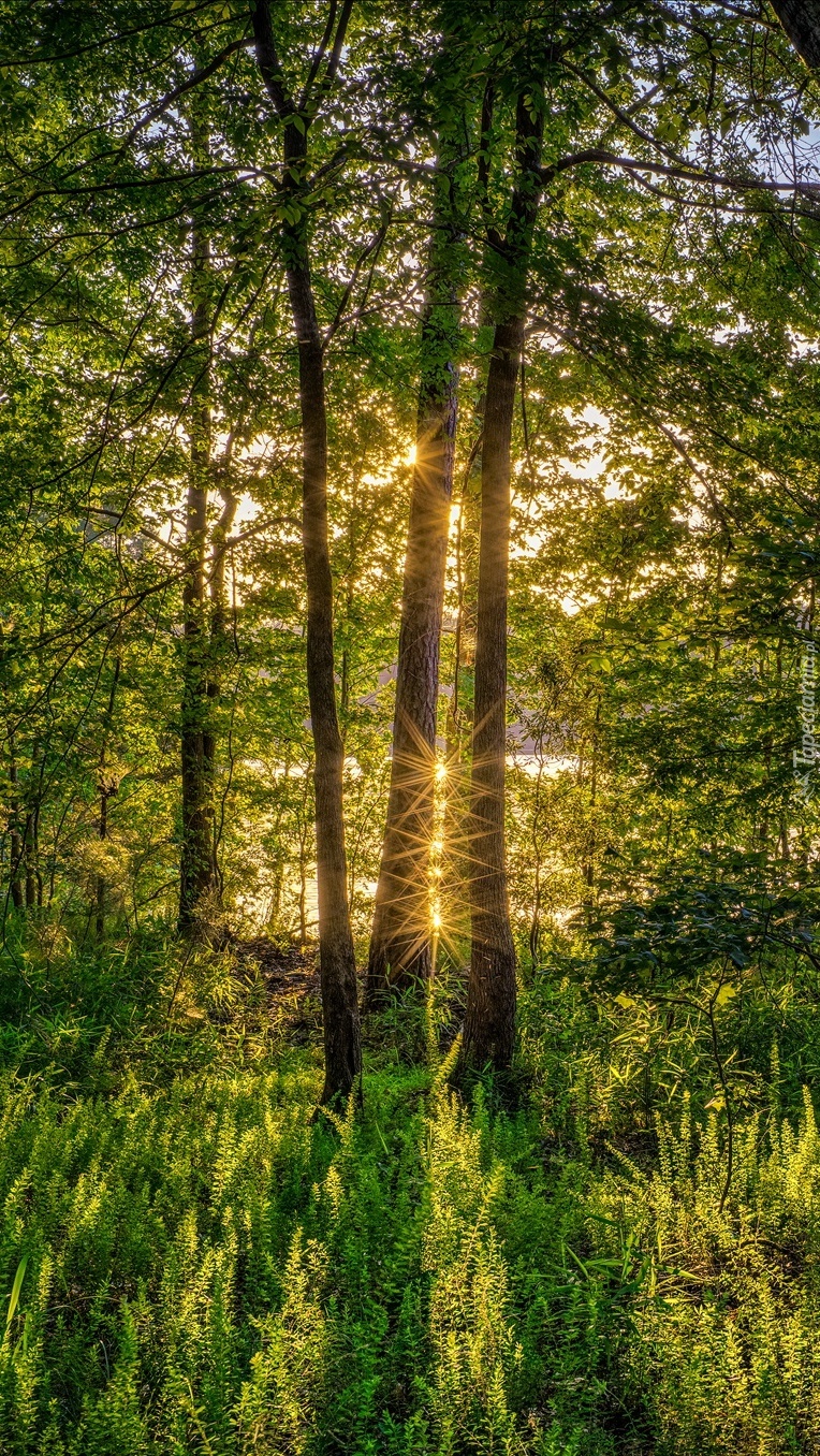 Promyki słońca między drzewami w lesie