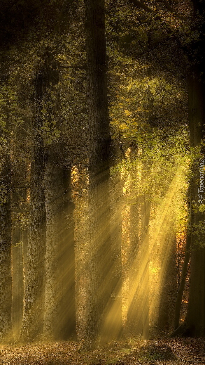 Przebijające światło przez gałęzie drzew