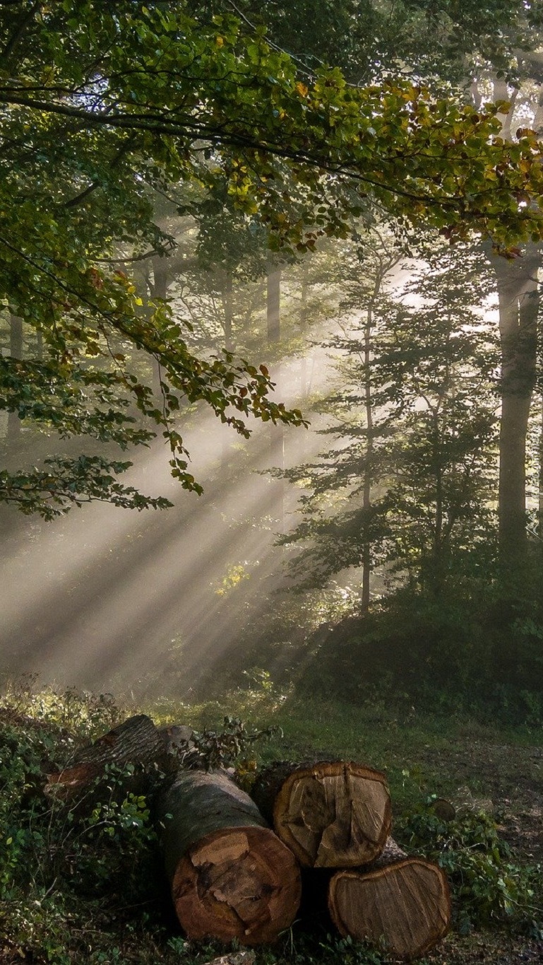 Przebijające światło w lesie
