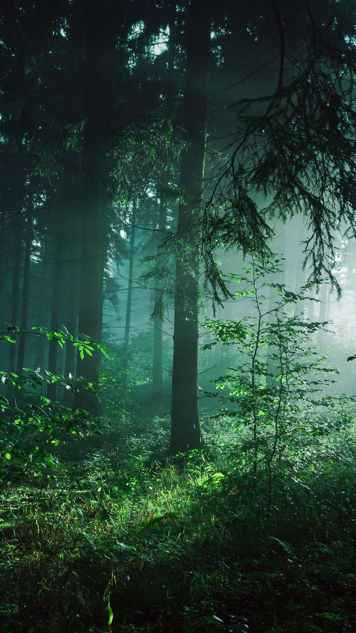 Przebijające światło w lesie