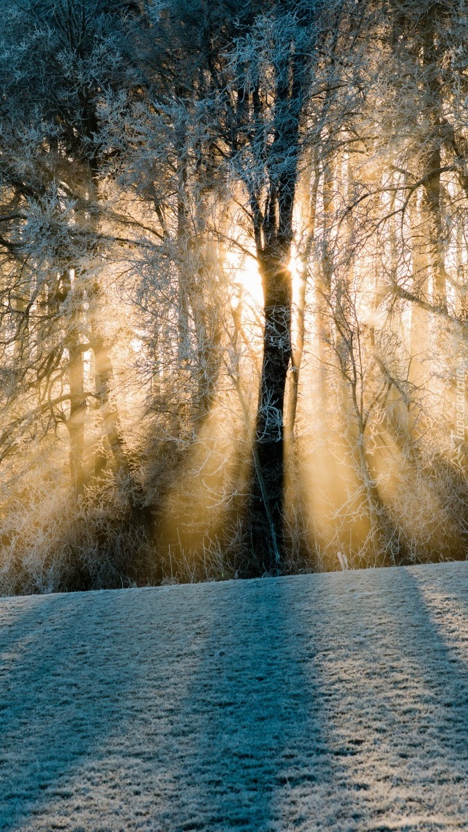 Przebijające światło w lesie zimową porą