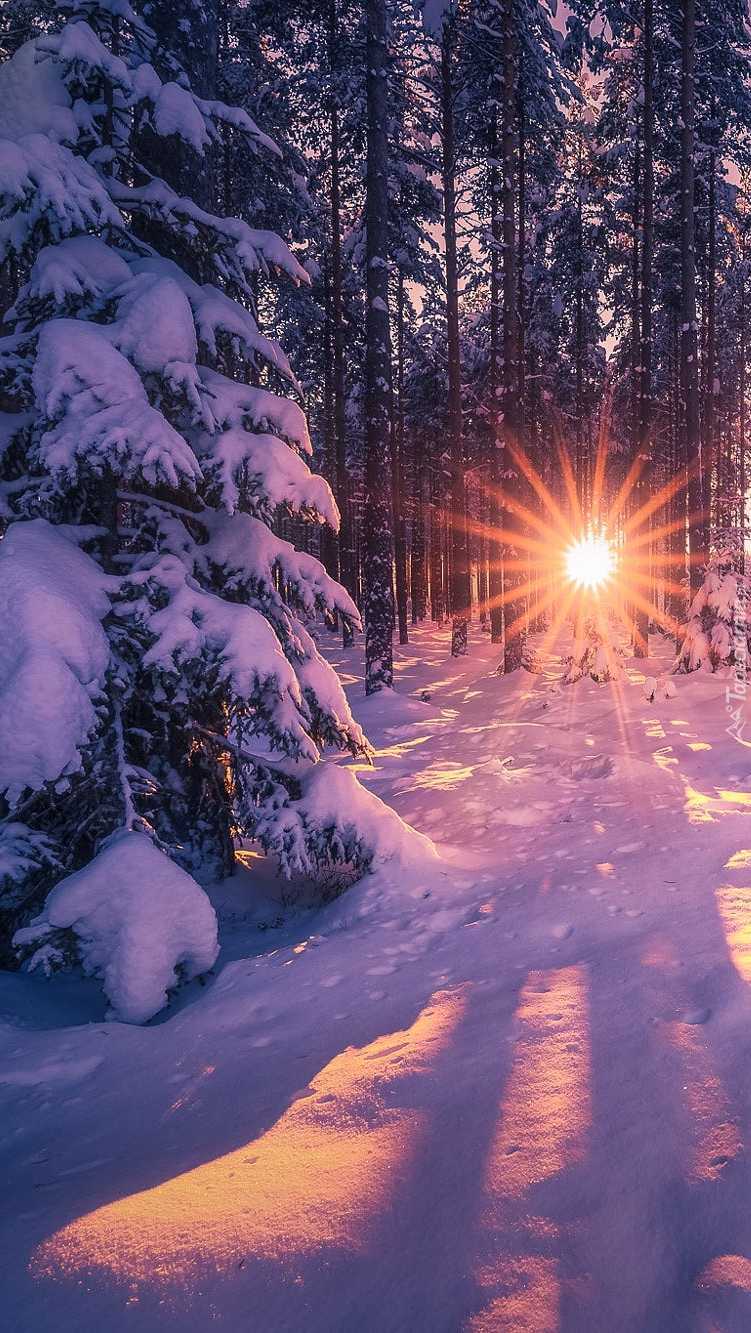 Przedzierające się słońce w zimowym lesie