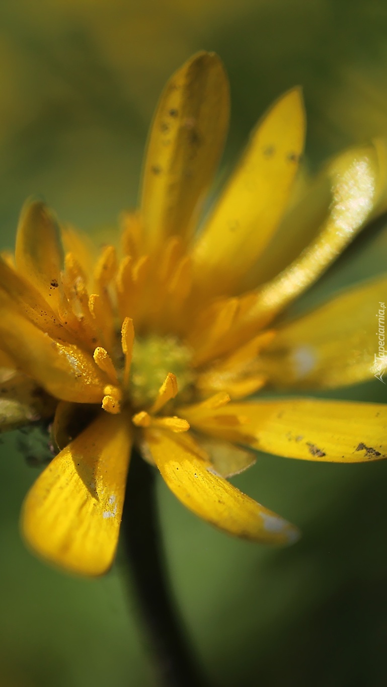 Przekwita żółty kwiat ziamopłonu
