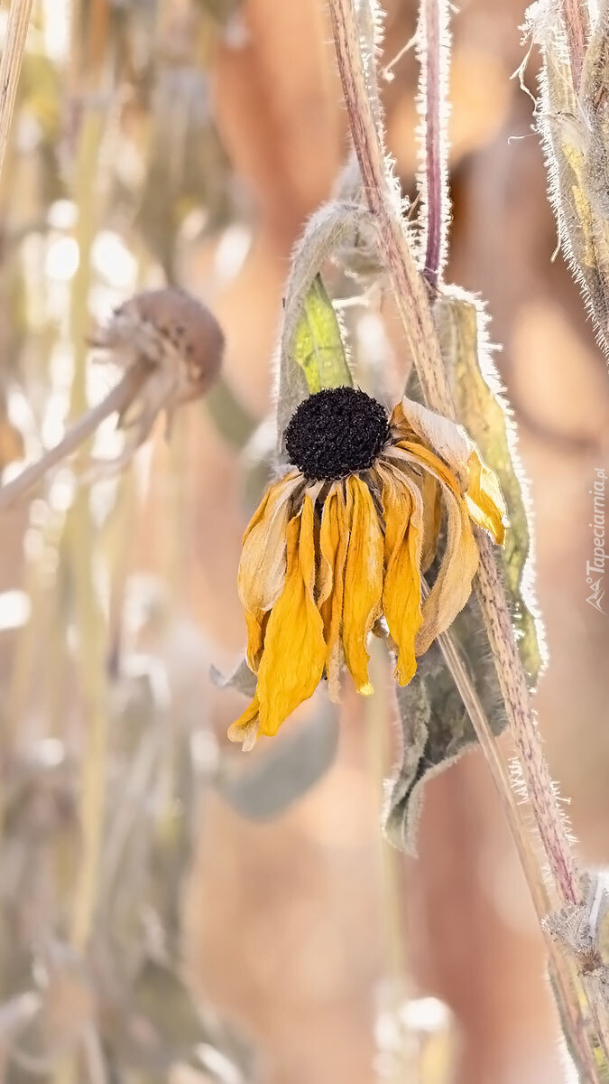 Przekwitnięta rudbekia