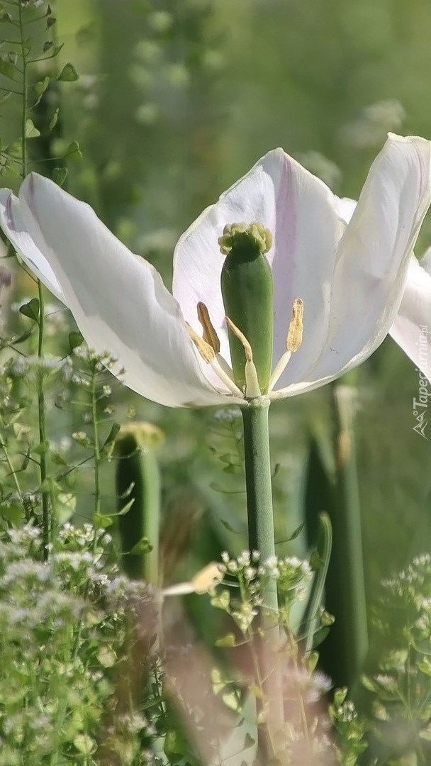 Przekwitnięty tulipan