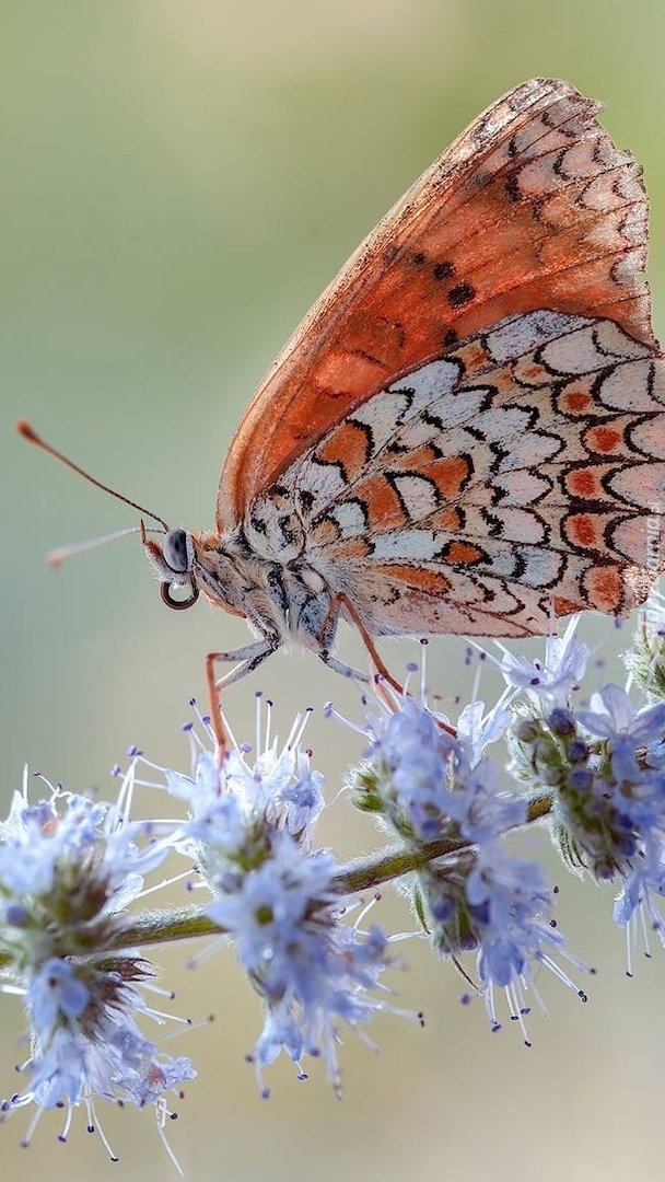 Przeplatka didyma