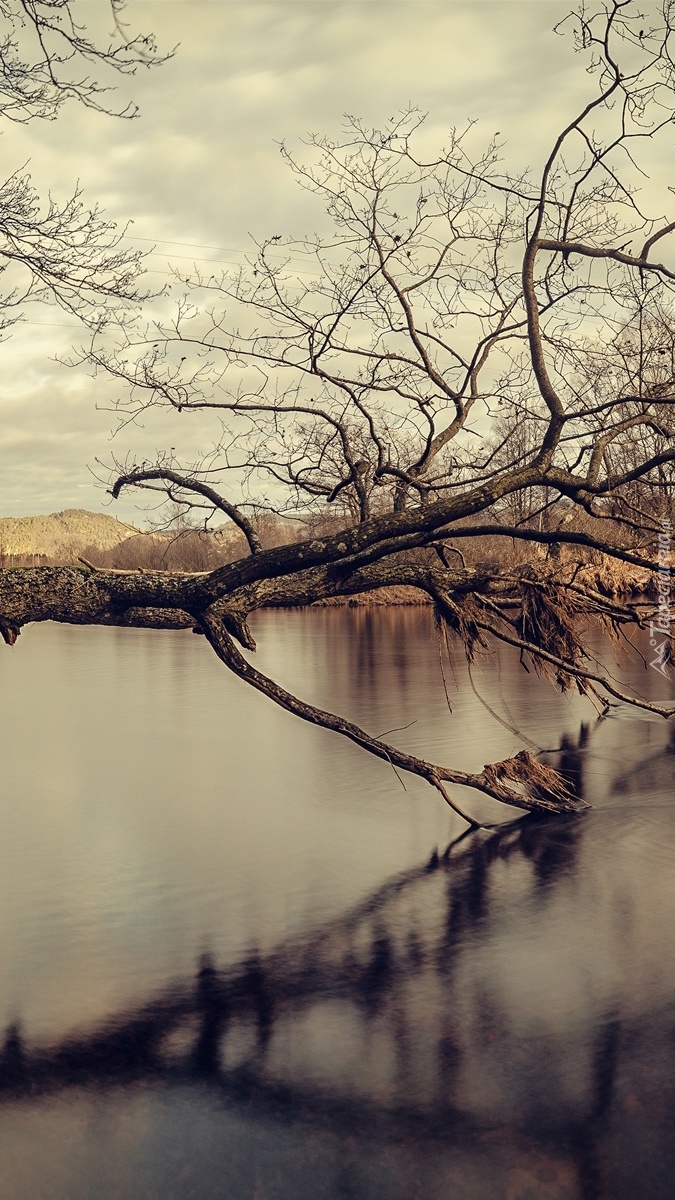 Przewrócone drzewo na brzegu jeziora