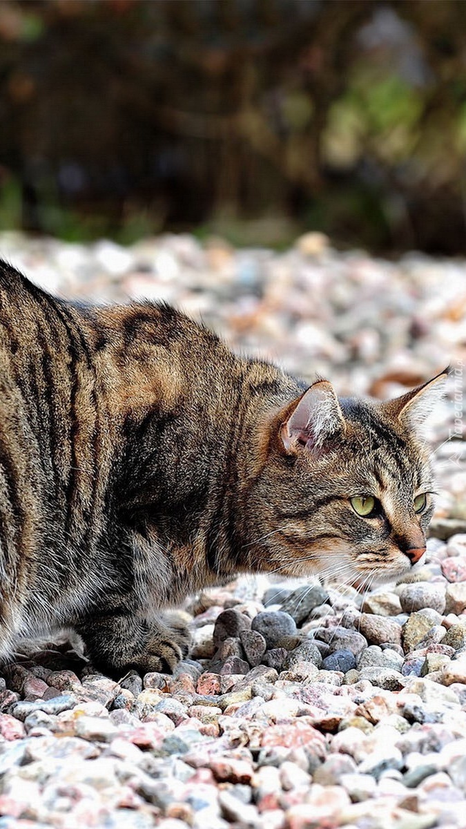 Przyczajony kot na kamieniach