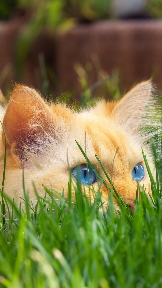 Przyczajony kot w trawie